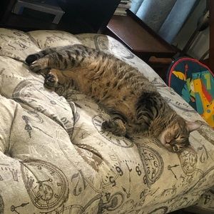 Meet your Posher, Alvin